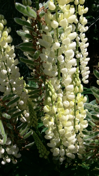 Bois des Moutiers (77) Juin 2012